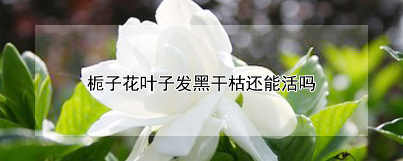 栀子花叶子发黑干枯还能活吗（栀子花叶子发黑变干解决方法）