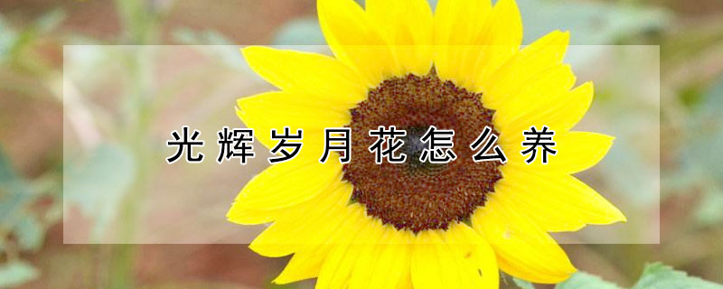 光辉岁月花怎么养 光辉岁月盆栽怎么养