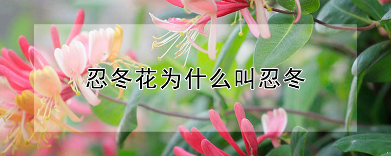 忍冬花为什么叫忍冬 忍冬花百度百科