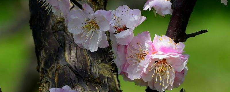 梅花冬天开花的原因（为什么梅花要在冬天开花）