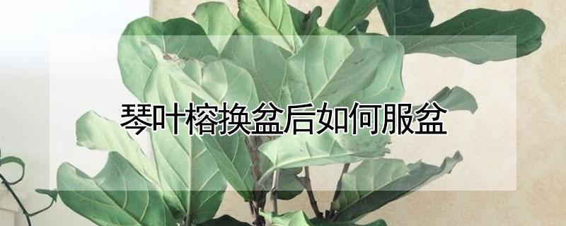 琴叶榕换盆后如何服盆 琴叶榕怎样换盆