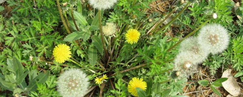 蒲公英几月开花的 蒲公英几月开花时间