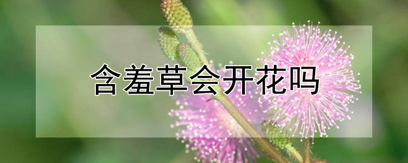 含羞草会开花吗 含羞草会开花吗?他什么时候开花