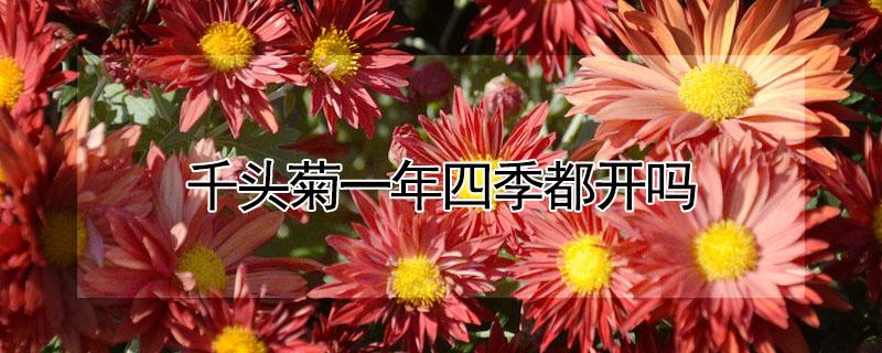 千头菊一年四季都开吗（千头菊四季开花吗）