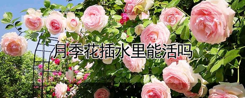 月季花插水里能活吗（月季花放水里能活吗）