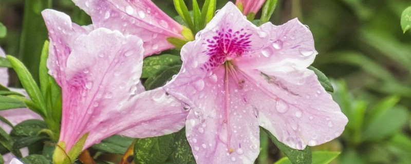 杜鹃花用什么土栽培（杜鹃花用什么土栽培好）