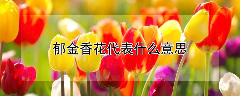 郁金香花代表什么意思 郁金香花的含义代表什么意思