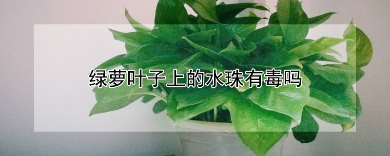 绿萝叶子上的水珠有毒吗（绿萝叶子出水有毒吗）