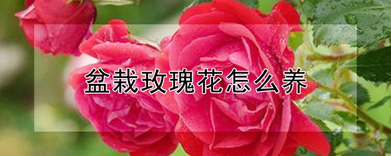 盆栽玫瑰花怎么养（盆栽玫瑰花怎么养家庭养法）