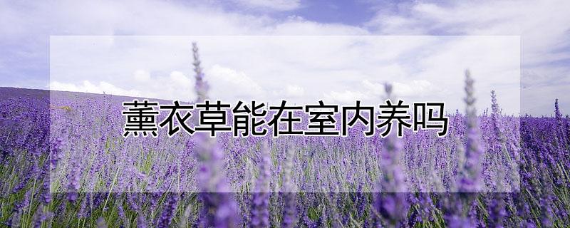 薰衣草能在室内养吗（薰衣草可以室内养吗）