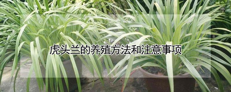 虎头兰的养殖方法和注意事项（虎头兰种植方法和注意事项）