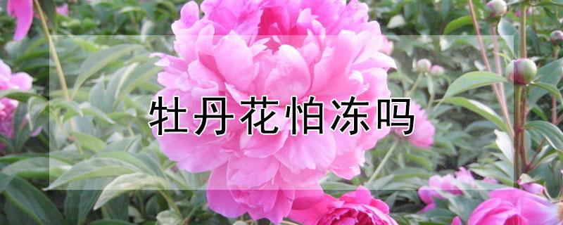 牡丹花怕冻吗 牡丹花怕冻吗?