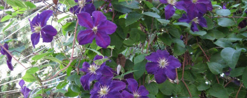 紫罗兰花为什么插不活 紫罗兰花好养吗