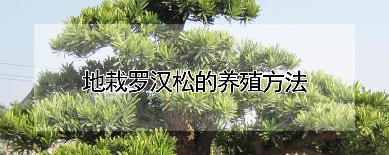 地栽罗汉松的养殖方法 罗汉松地栽种植方法