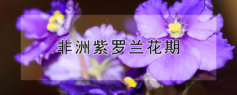 非洲紫罗兰花期（非洲紫罗兰花期多长）