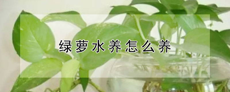 绿萝水养怎么养（绿萝水养怎么养才能更旺盛）