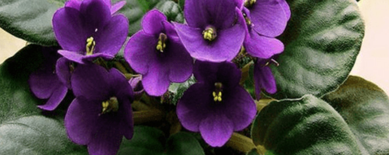 紫罗兰盆栽怎么养 花卉紫罗兰怎么养