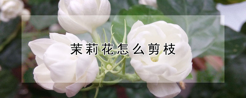 茉莉花怎么剪枝 茉莉花怎么剪枝条