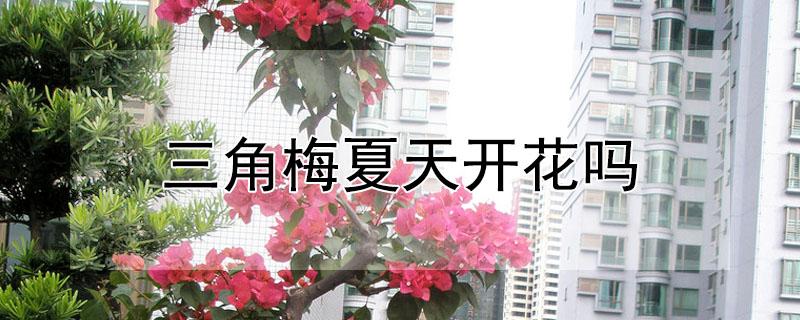 三角梅夏天开花吗（三角梅夏天开花吗?在北方）