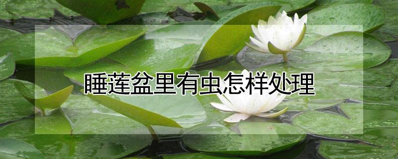 睡莲盆里有虫怎样处理（睡莲盆里有红色虫子怎样处理）