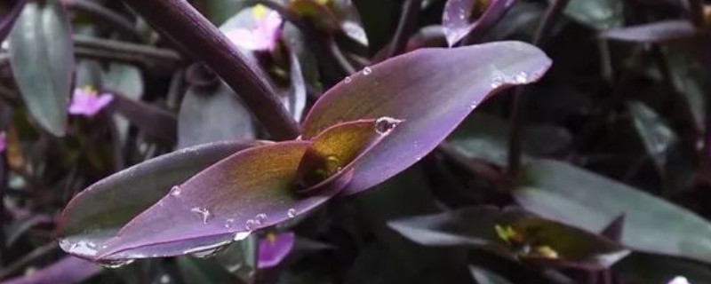 紫罗兰花为什么叶子发绿 紫罗兰为什么不开花还变成绿色