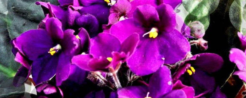 紫罗兰几月份花落 紫罗兰的开花季节