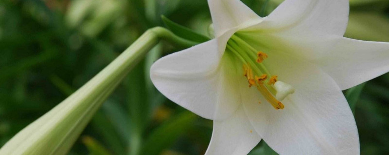 百合花夏天怎么管理（百合花夏天怎么养护）