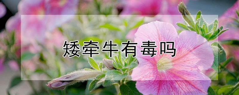 矮牵牛有毒吗 矮牵牛在室内养有毒吗