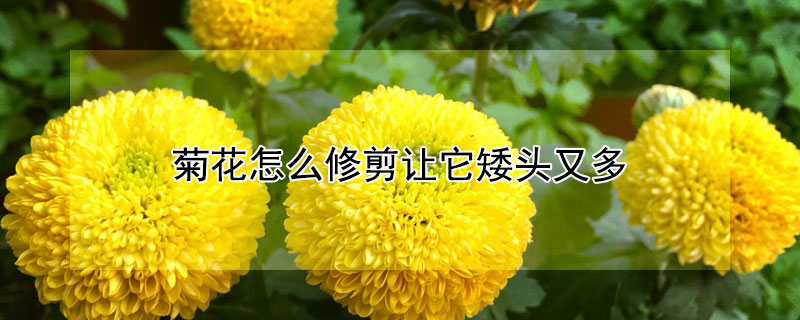 菊花怎么修剪让它矮头又多（菊花怎么修剪让它矮头又多视频）