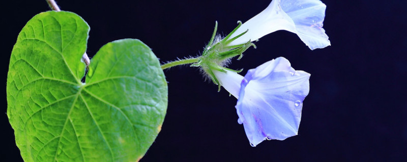 牵牛花的根冬天会死吗