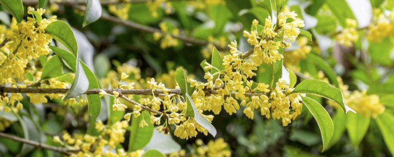 桂花叶子卷是什么原因（桂花叶子卷是什么原因?）