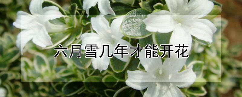 六月雪几年才能开花 六月雪会开花吗?什么季节开花