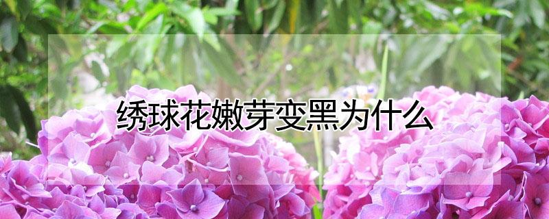 绣球花嫩芽变黑为什么 绣球花芽点发黑