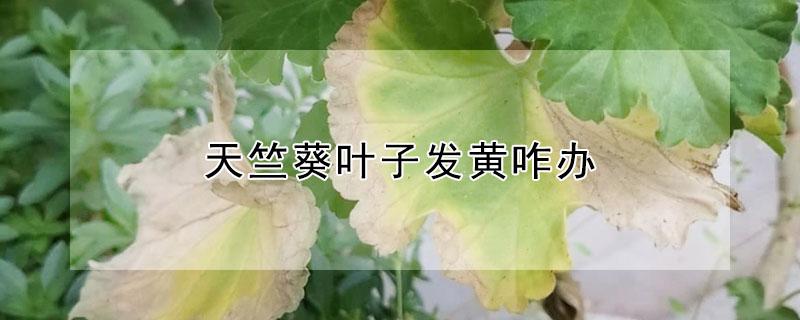 天竺葵叶子发黄咋办 天竺葵的叶子有点黄了,要怎么办?