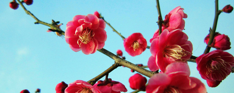 盆栽梅花怎么浇水 刚移栽的梅花怎么浇水