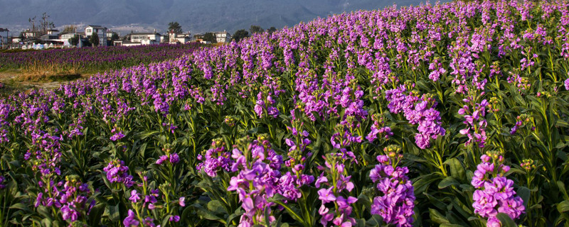 紫罗兰花为什么早上开花（紫罗兰会开花吗）