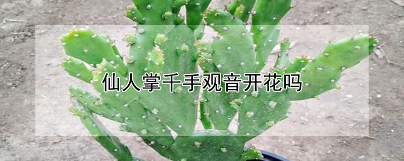 仙人掌千手观音开花吗（千手观音仙人掌开什么样的花）