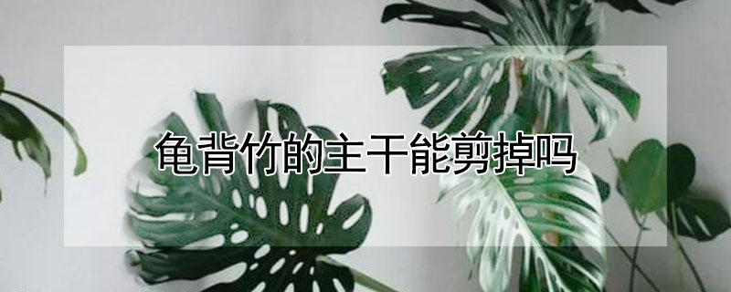 龟背竹的主干能剪掉吗（龟背竹要修剪吗）