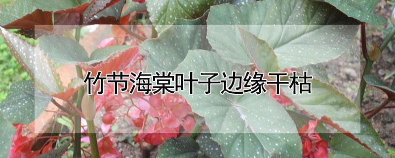 竹节海棠叶子边缘干枯（竹节海棠叶子边缘干枯怎么治理）