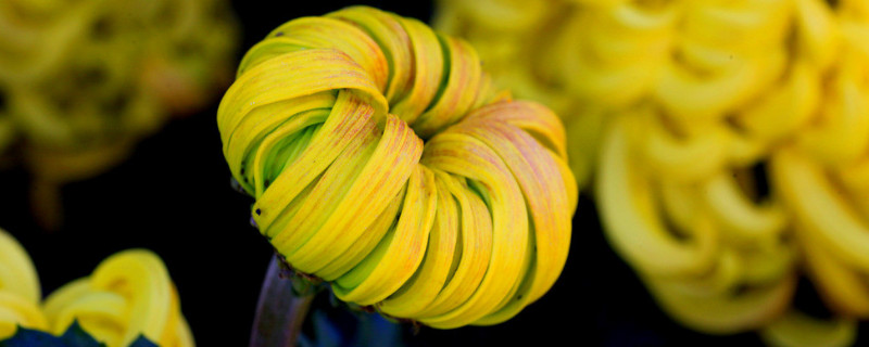 菊花在盆里怎么养（菊花在花盆里边应该怎么养）