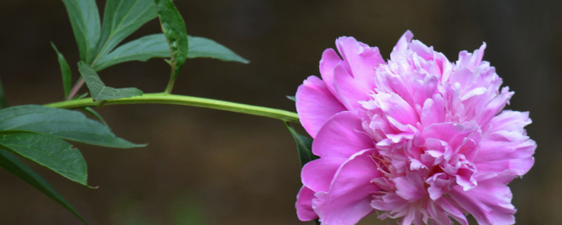 芍药根种下多久发芽（芍药根种下多久开花）