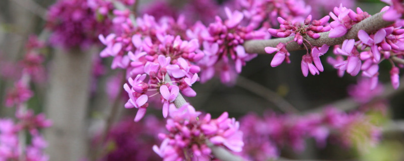 紫荆花夏天怎么移植（紫荆花树怎么移植）