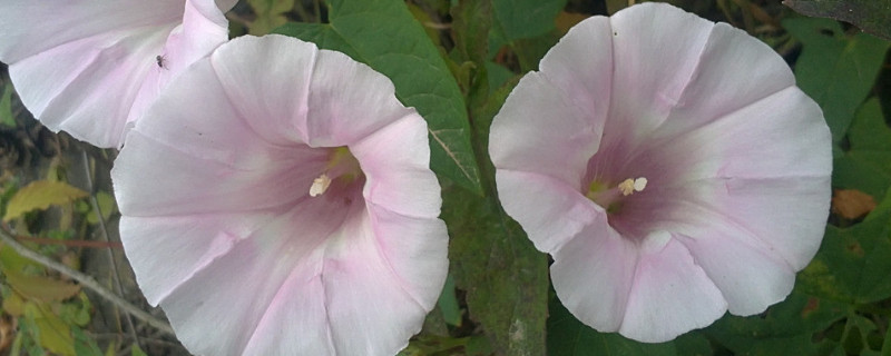 牵牛花种子可以水培吗（牵牛花种子不泡水直接种可以吗）