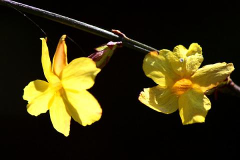 迎春花可以水养吗