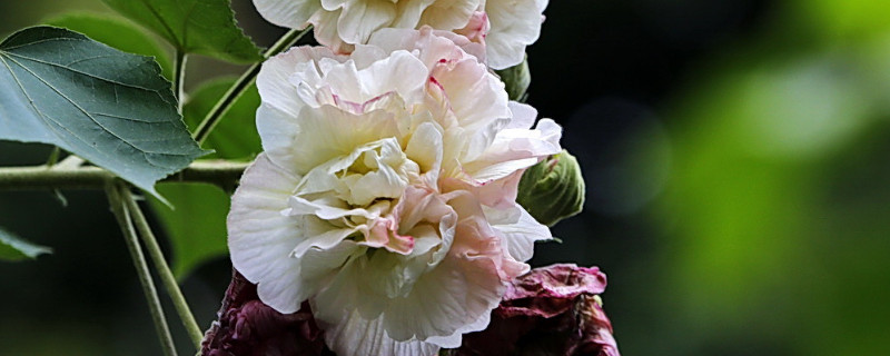 芙蓉花夏天的养殖方法 芙蓉花冬季怎样养护