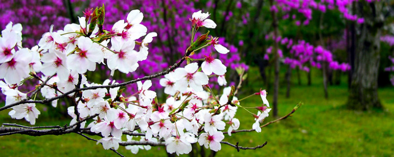 日本樱花几月份开花（日本樱花几月份开花在哪开）