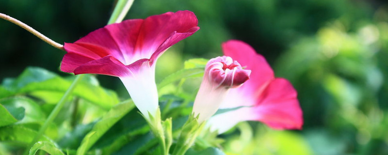 牵牛花的花苞为什么会掉了（牵牛花为什么开一会就落了）