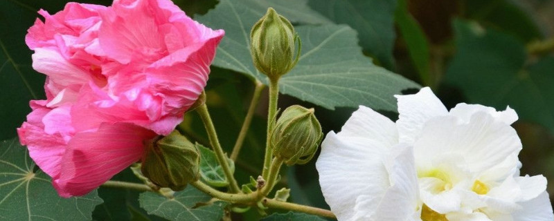 芙蓉花是不是春天开的花（芙蓉花是秋季开花的吗）