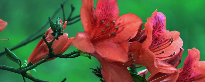 冬天杜鹃花放室内能开花吗（杜鹃花在室内养能开花吗）