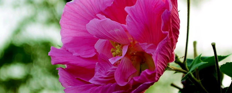 芙蓉花水生根怎么移栽盆里头（芙蓉花水生根多久能移盆里）